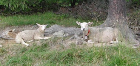 Fotogene sauer, Golsffjellet, juli 2003