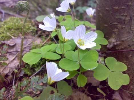 Gjøkesyre - vårtegn i skogen.