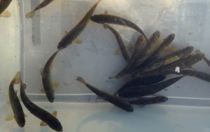 IMG_2569_smaafisk_600px